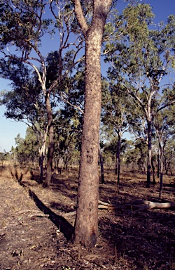 APII jpeg image of Corymbia zygophylla  © contact APII