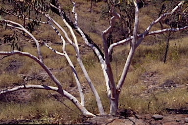 APII jpeg image of Eucalyptus zygophylla  © contact APII