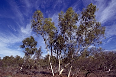 APII jpeg image of Eucalyptus camaldulensis subsp. refulgens  © contact APII