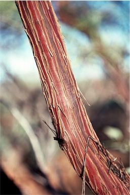 APII jpeg image of Eucalyptus ewartiana  © contact APII