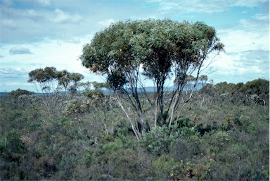 APII jpeg image of Eucalyptus falcata  © contact APII