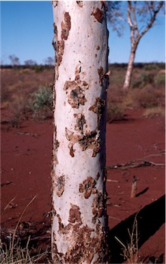 APII jpeg image of Eucalyptus gongylocarpa  © contact APII