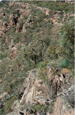 APII jpeg image of Eucalyptus goniocalyx subsp. exposa  © contact APII