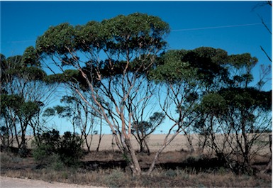 APII jpeg image of Eucalyptus gracilis  © contact APII