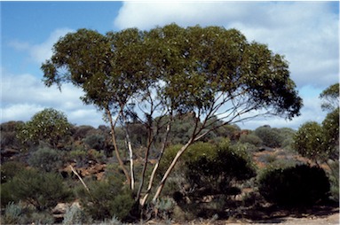 APII jpeg image of Eucalyptus griffithsii  © contact APII