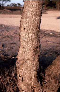 APII jpeg image of Eucalyptus halophila  © contact APII