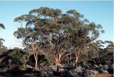 APII jpeg image of Eucalyptus histophylla  © contact APII