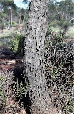 APII jpeg image of Eucalyptus indurata  © contact APII