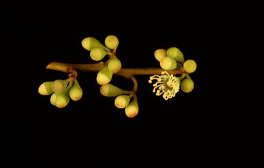 APII jpeg image of Eucalyptus insularis  © contact APII