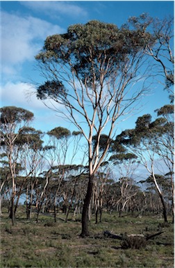 APII jpeg image of Eucalyptus kondininensis  © contact APII