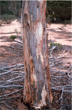 APII jpeg image of Eucalyptus kumarlensis  © contact APII