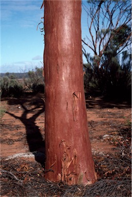 APII jpeg image of Eucalyptus kumarlensis  © contact APII