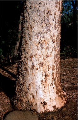 APII jpeg image of Eucalyptus laeliae  © contact APII