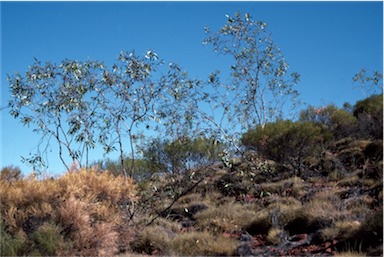 APII jpeg image of Eucalyptus lansdowneana  © contact APII