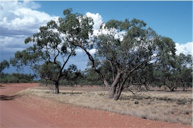 APII jpeg image of Eucalyptus largiflorens  © contact APII