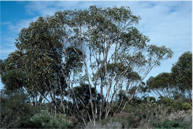 APII jpeg image of Eucalyptus leptocalyx  © contact APII