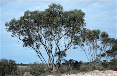 APII jpeg image of Eucalyptus leptocalyx  © contact APII