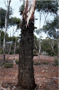 APII jpeg image of Eucalyptus lesouefii  © contact APII