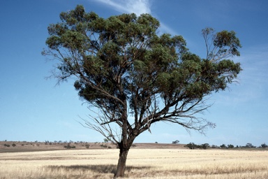 APII jpeg image of Eucalyptus loxophleba subsp. loxophleba  © contact APII