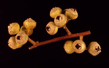 APII jpeg image of Eucalyptus leptopoda subsp. elevata  © contact APII