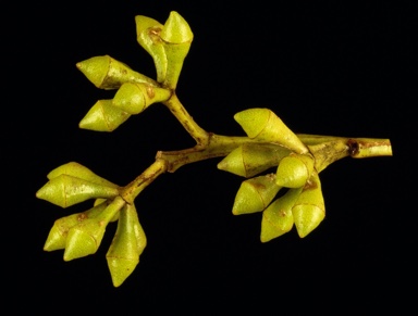 APII jpeg image of Eucalyptus punctata  © contact APII