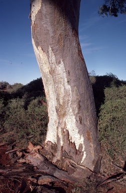 APII jpeg image of Eucalyptus camaldulensis  © contact APII