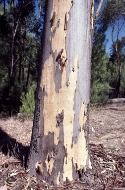 APII jpeg image of Eucalyptus cladocalyx  © contact APII