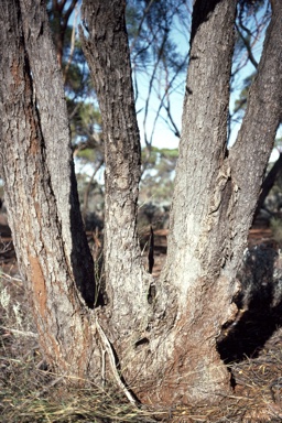 APII jpeg image of Eucalyptus oleosa subsp. oleosa  © contact APII