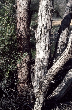 APII jpeg image of Eucalyptus mannensis subsp. vespertina  © contact APII