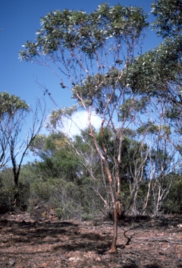 APII jpeg image of Eucalyptus megacornuta  © contact APII