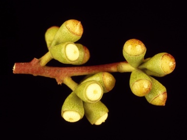 APII jpeg image of Eucalyptus micranthera  © contact APII