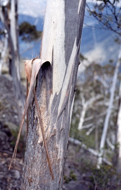 APII jpeg image of Eucalyptus olsenii  © contact APII