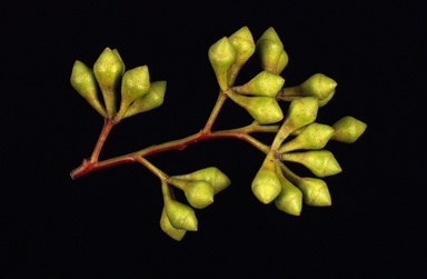 APII jpeg image of Eucalyptus paniculata  © contact APII