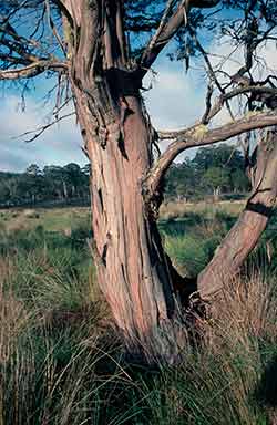 APII jpeg image of Eucalyptus parvula  © contact APII