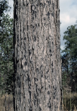 APII jpeg image of Eucalyptus pilularis  © contact APII