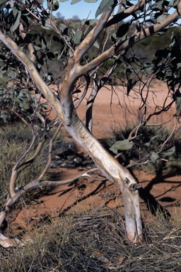 APII jpeg image of Eucalyptus pimpiniana  © contact APII