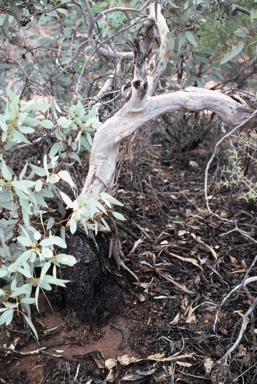 APII jpeg image of Eucalyptus pimpiniana  © contact APII