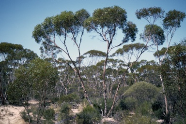 APII jpeg image of Eucalyptus platycorys  © contact APII