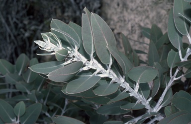 APII jpeg image of Eucalyptus pleurocarpa  © contact APII