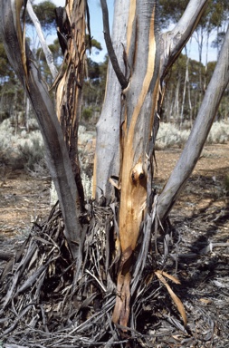 APII jpeg image of Eucalyptus polita  © contact APII