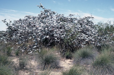 APII jpeg image of Eucalyptus rhodantha  © contact APII