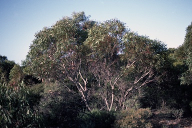 APII jpeg image of Eucalyptus rugosa  © contact APII