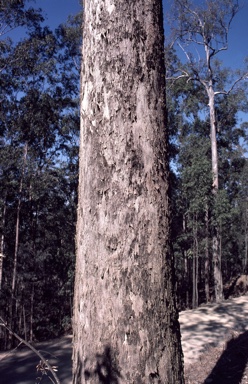 APII jpeg image of Eucalyptus rummeryi  © contact APII