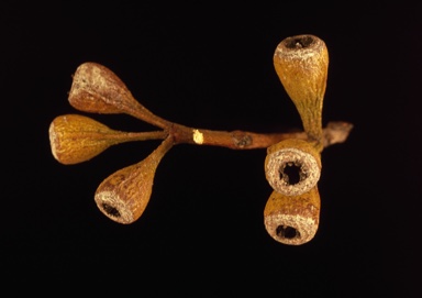 APII jpeg image of Eucalyptus spathulata var. grandiflora  © contact APII