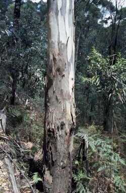 APII jpeg image of Eucalyptus cypellocarpa  © contact APII