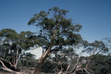 APII jpeg image of Eucalyptus sargentii  © contact APII