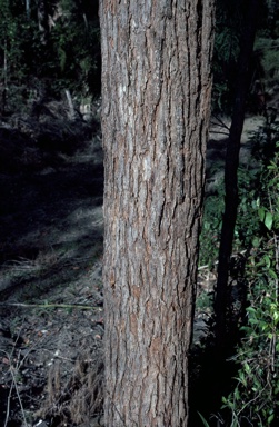 APII jpeg image of Eucalyptus scias  © contact APII