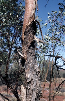 APII jpeg image of Eucalyptus socialis  © contact APII