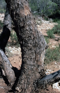 APII jpeg image of Eucalyptus striaticalyx subsp. striaticalyx  © contact APII