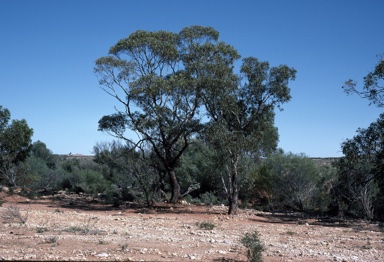 APII jpeg image of Eucalyptus striaticalyx subsp. striaticalyx  © contact APII